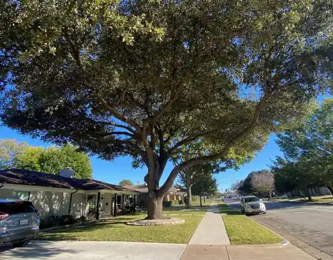 Cleanly pruned tree canopy on a North Texas property