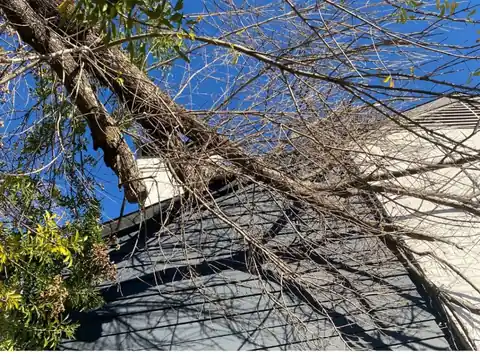 Removing part of a tree that is damaging a house