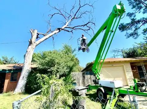 Crew removing a dead tree from a residential property