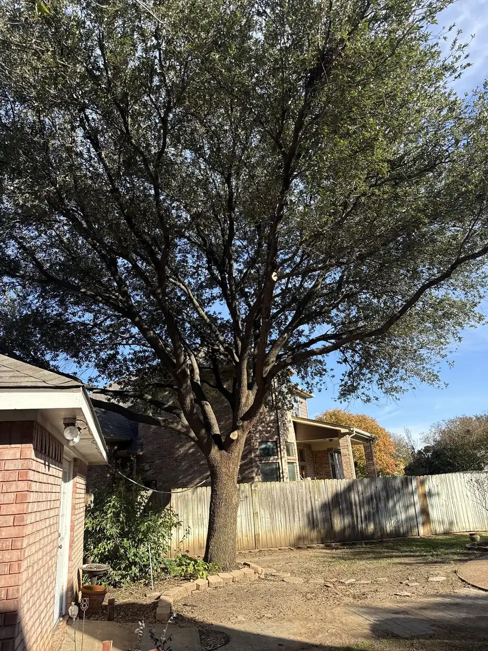 Mature North Texas shade tree after trimming by Texas Tree Tops