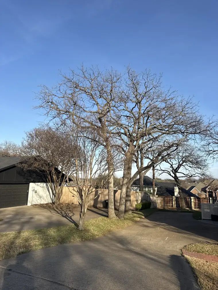 Texas Tree Tops crew working under Irving tree rules