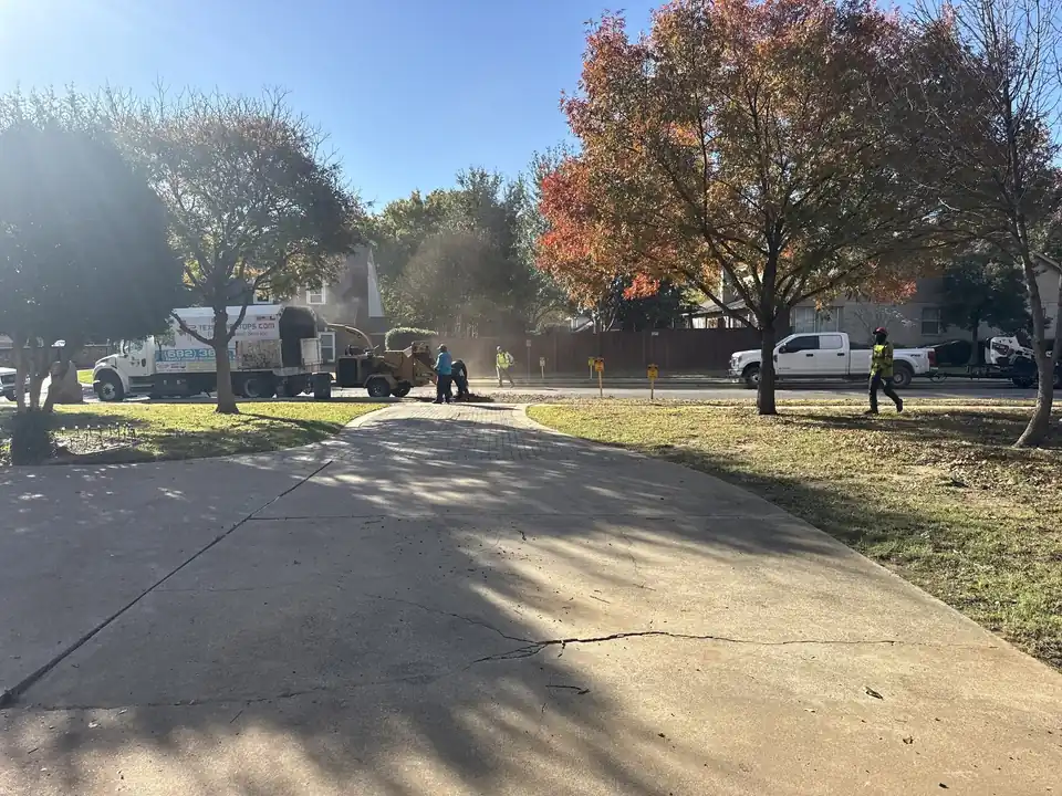 Clean Texas Tree Tops job site serving DFW tree service customers