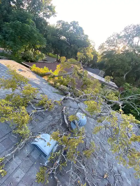 Tree limbs and debris after a North Texas storm