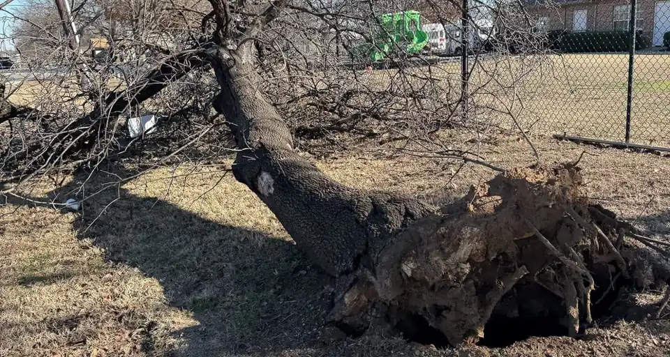 Uprooted tree with its root plate exposed in a yard