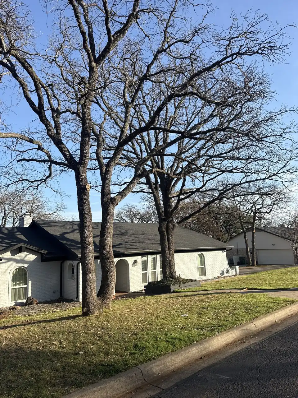 Large finished tree trimming job in front of a North Texas home