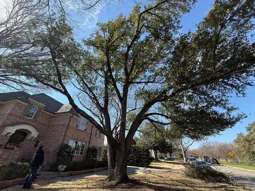 Large tree removal by Texas Tree Tops in the DFW area