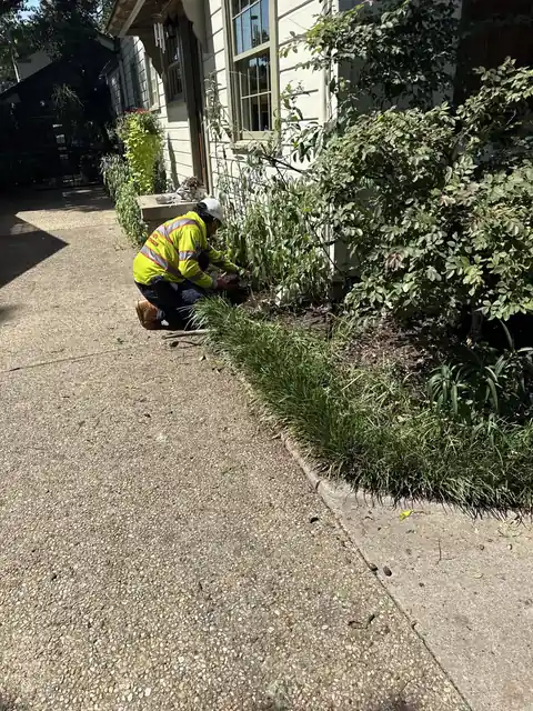Tree and plant health review near a residential walkway