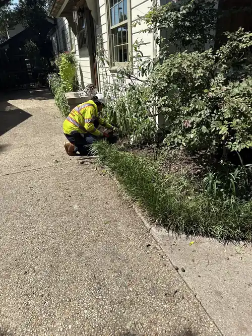 Texas Tree Tops reviewing plant and tree health near a residential walkway