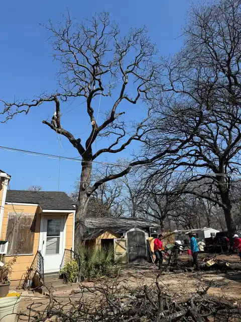 Tree and brush clearing work on a DFW property