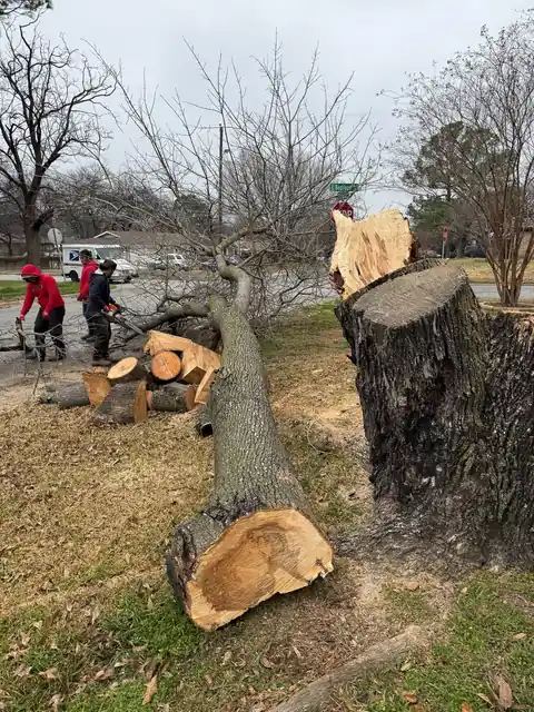Texas Tree Tops cutting and removing a tree on a North Texas property
