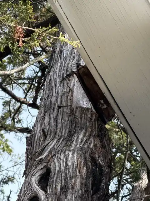Emergency tree removal work after storm damage