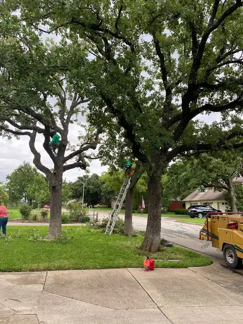 Texas Tree Tops crew trimming a residential tree canopy