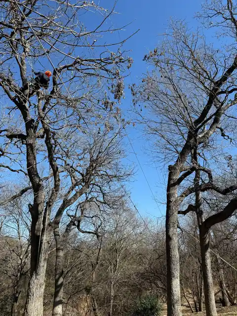 Texas Tree Tops tree service work area in DFW