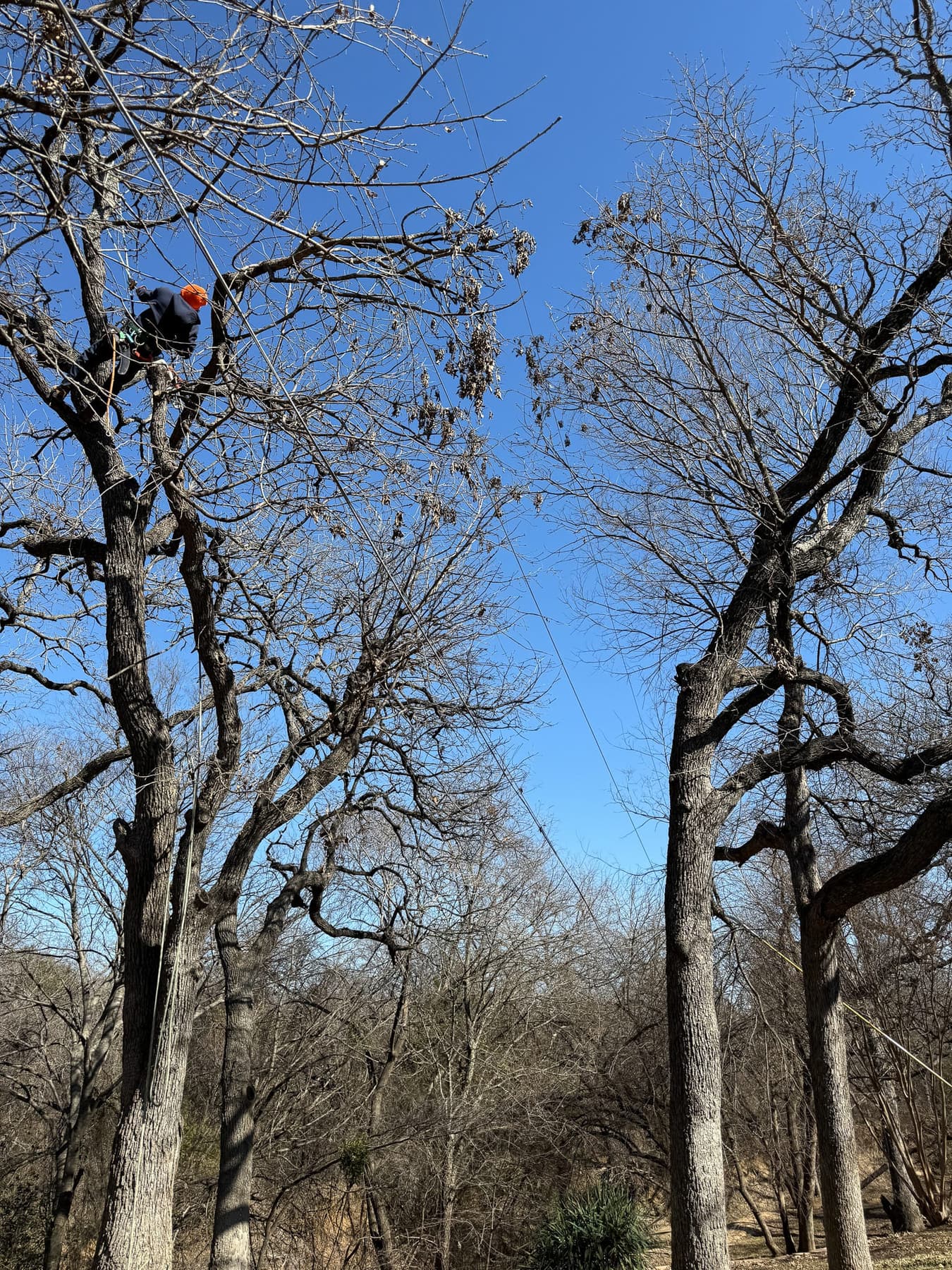 Texas Tree Tops tree service work for properties in Willow Park, Texas