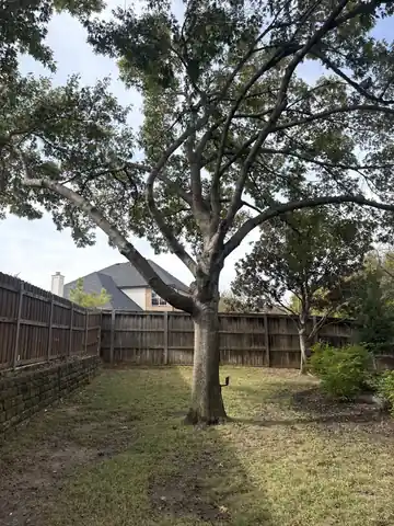 Completed trimmed tree job with clean residential site