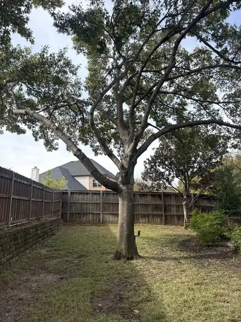 Healthy-looking trimmed tree canopy on a clean residential site