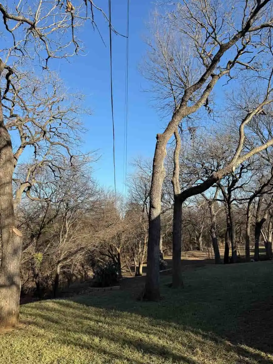 Bare oaks with power lines running over a backyard lot