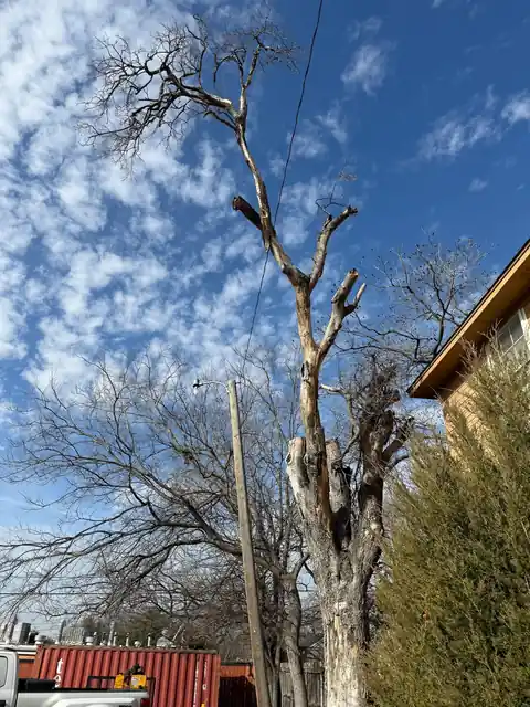 Crew taking down a tall dead tree beside a house and a power pole