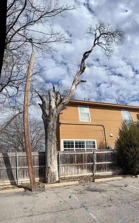 Dead trunk being taken down in sections beside a wood fence