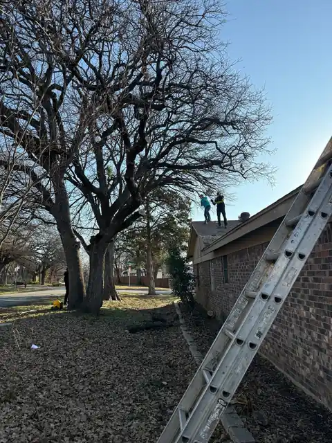 Climber trimming a large oak beside a brick house, ladder at the wall