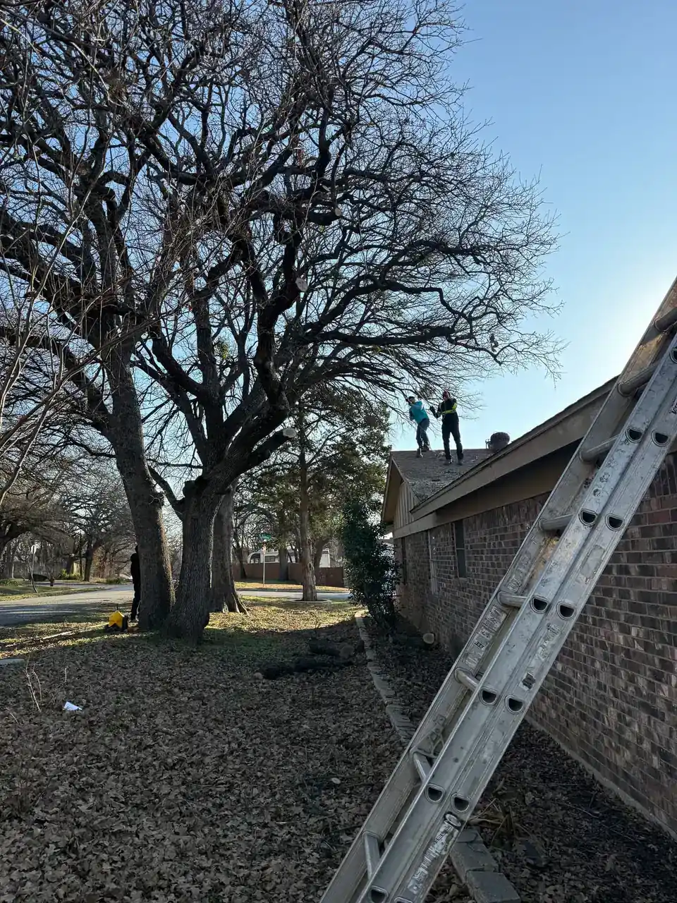 Climber working in a large oak beside a brick house