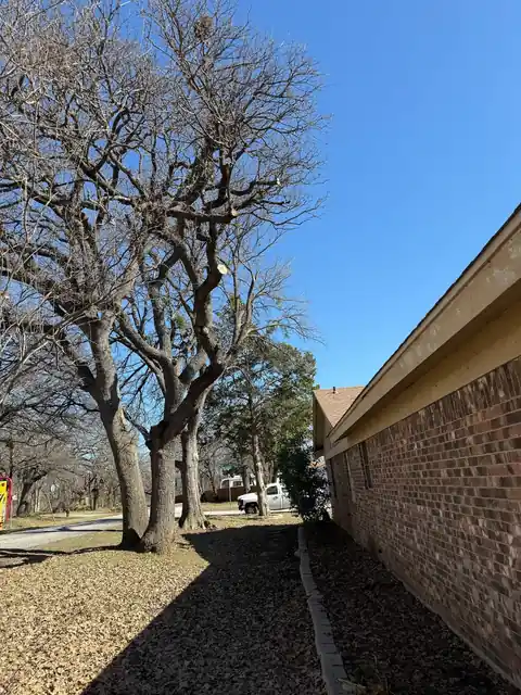 A row of trees along a brick wall with the canopy raised off the roofline