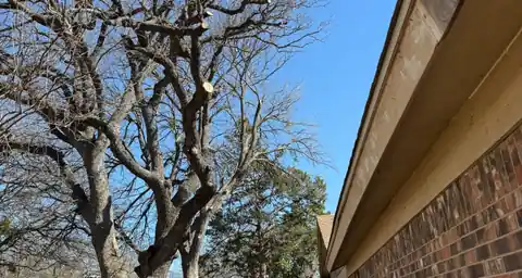 Branches cut back from a roofline, seen from below