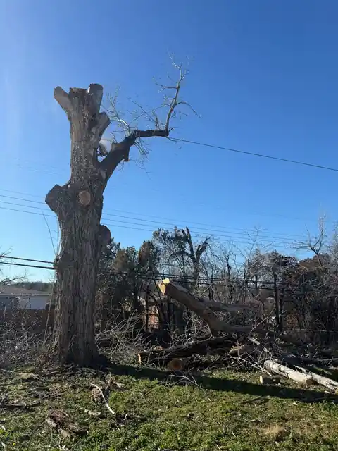 Dead trunk partly taken down, brush piled below and power lines behind