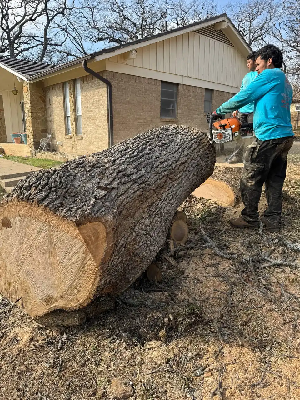 Crew member bucking a large log with a chainsaw in front of a house