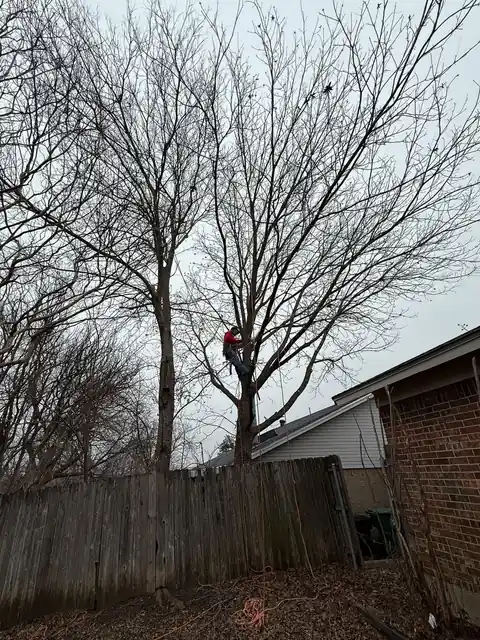A climber high in a tall bare tree above a backyard fence