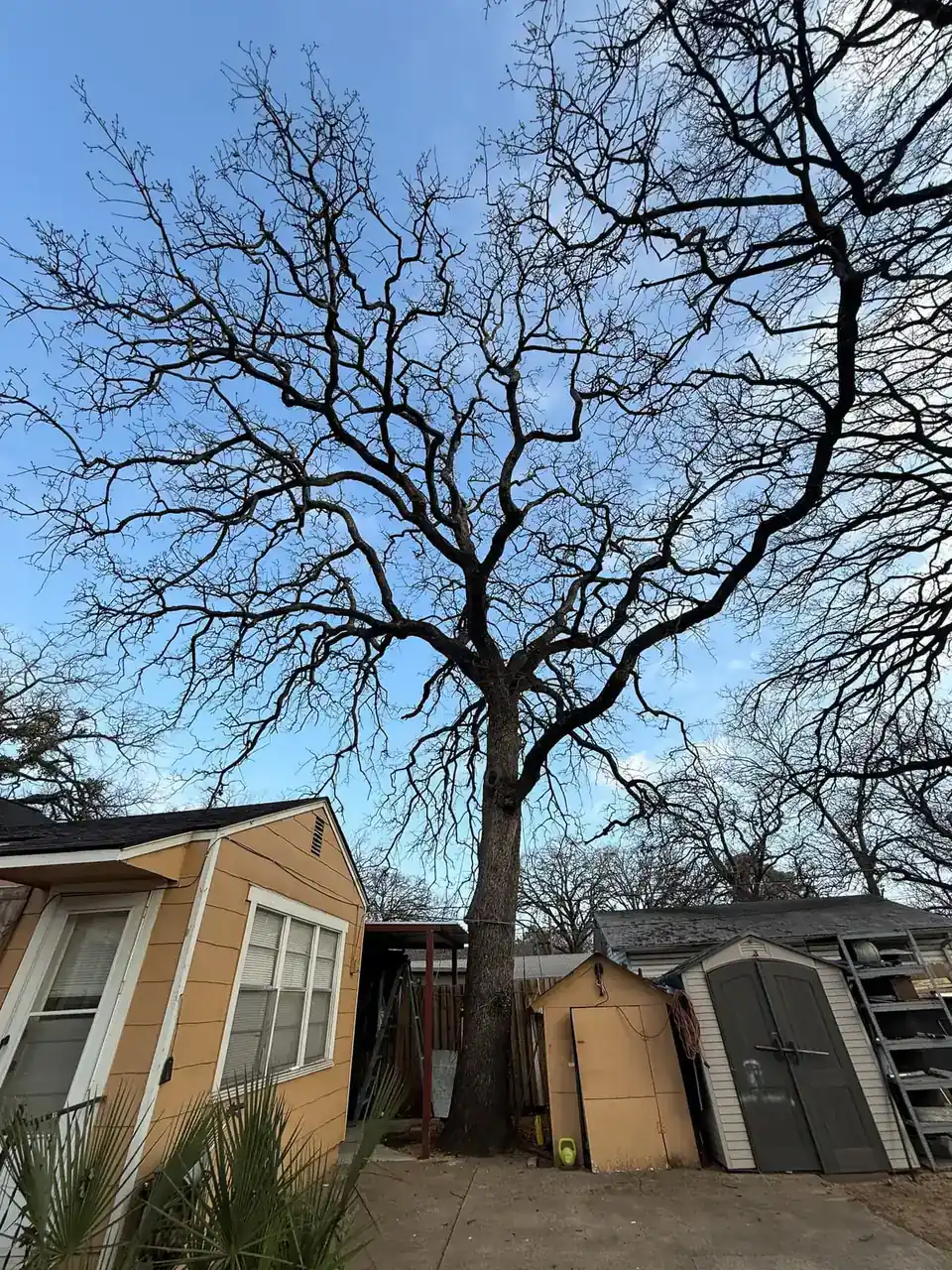 Huge bare oak towering over a small house and shed