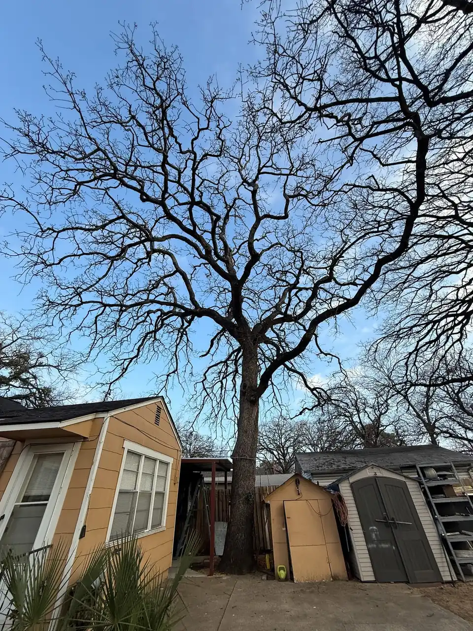 Large bare oak towering over a small house and shed