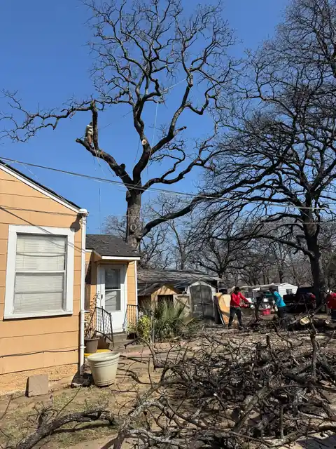 Crew raking brush under big bare oaks beside a yellow house