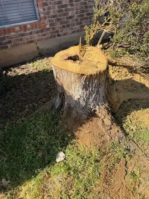 A freshly cut stump against a brick wall, sawdust around it