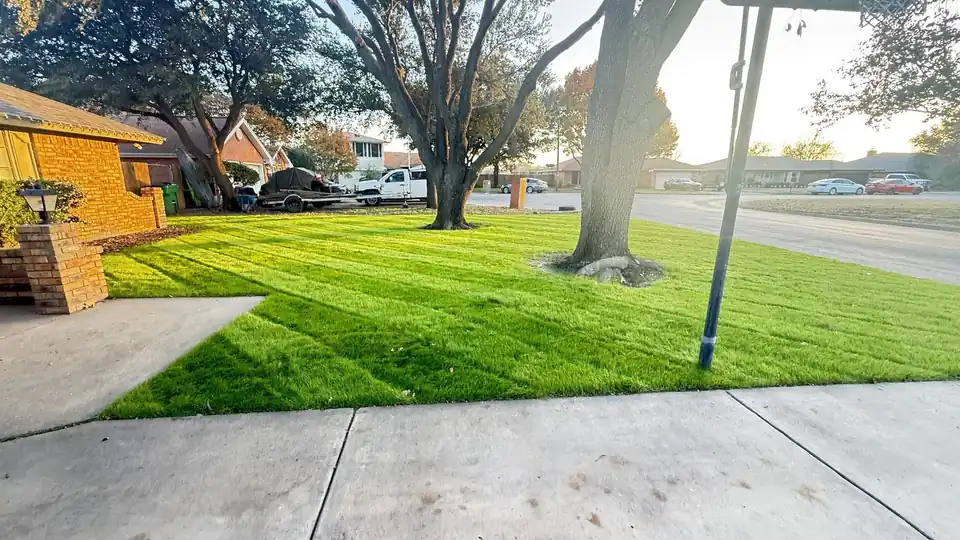 Green lawn around a street tree with a clean sidewalk