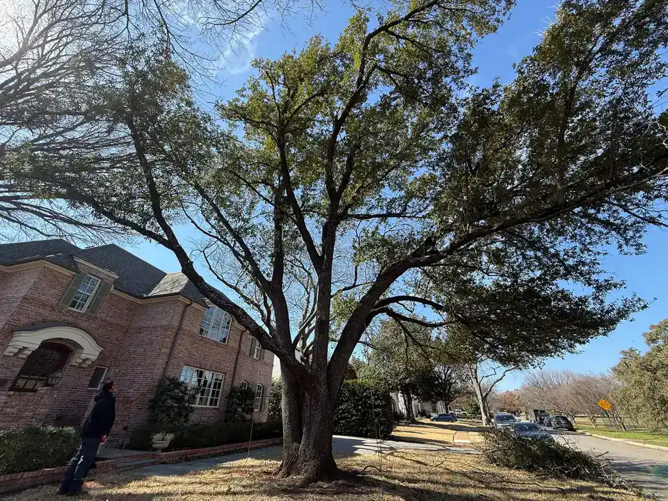 Crew member under a large live oak in front of a brick house
