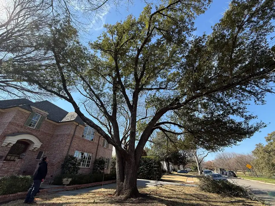 A large live oak in front of a brick house, a crew member underneath
