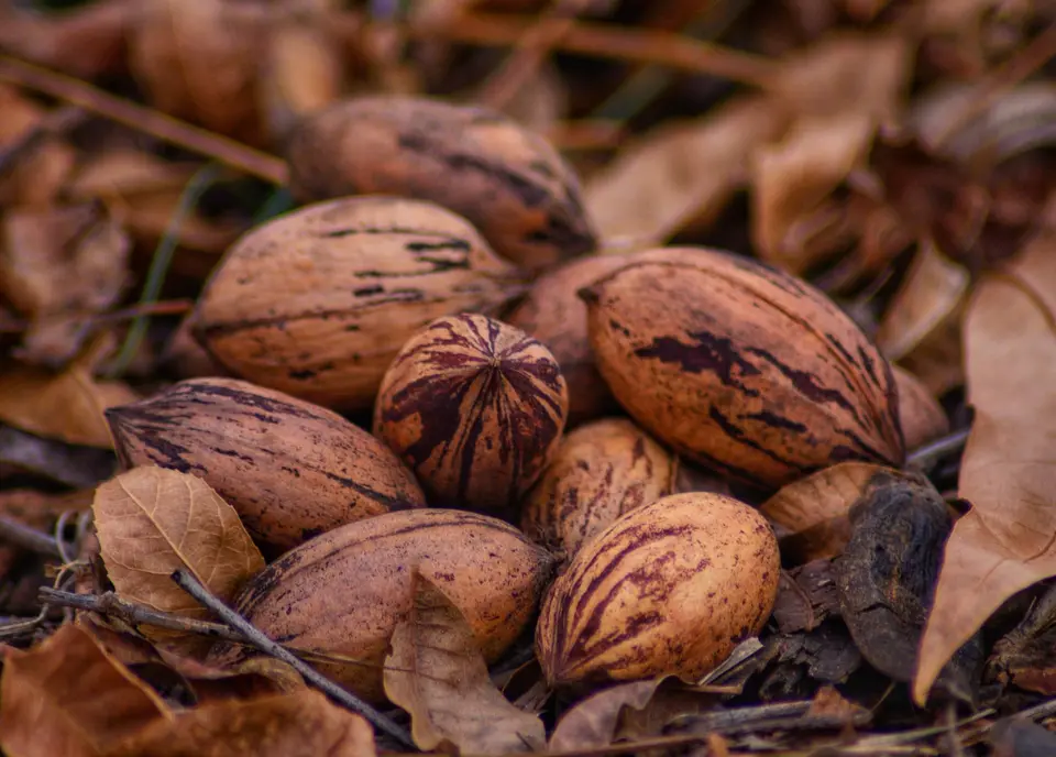 Pecans in the shell among fallen leaves
