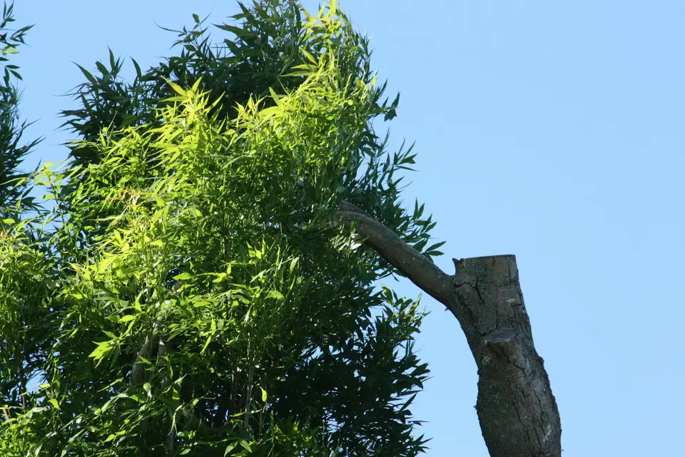 Topped trunk with a dense flush of new shoots beside the cut