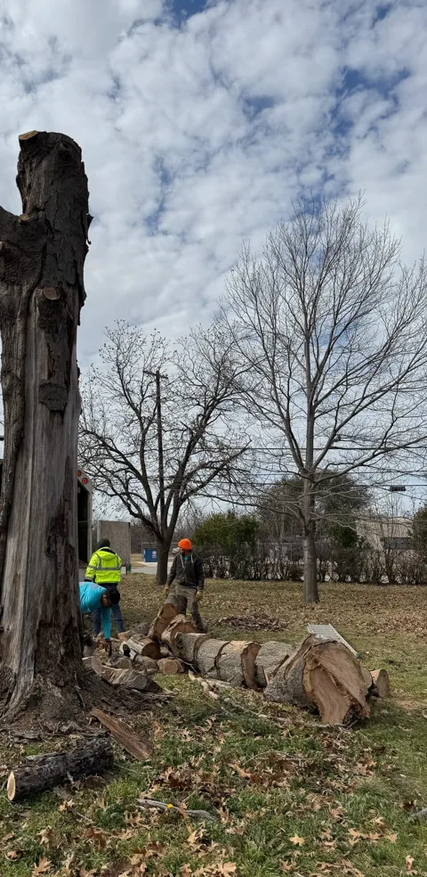 A tall trunk being taken down in sections in a backyard, wood stacked at its base
