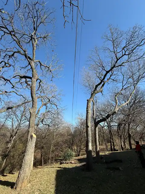 Tall trees in a wooded backyard with a crew member at the base