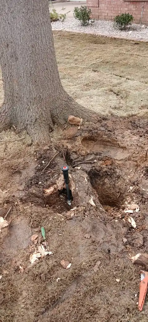 Soil dug back from the root flare at the base of a trunk, surface roots showing
