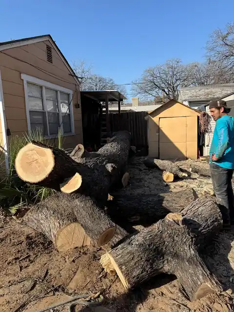 Big trunk sections in a backyard by a shed, a crew member standing by